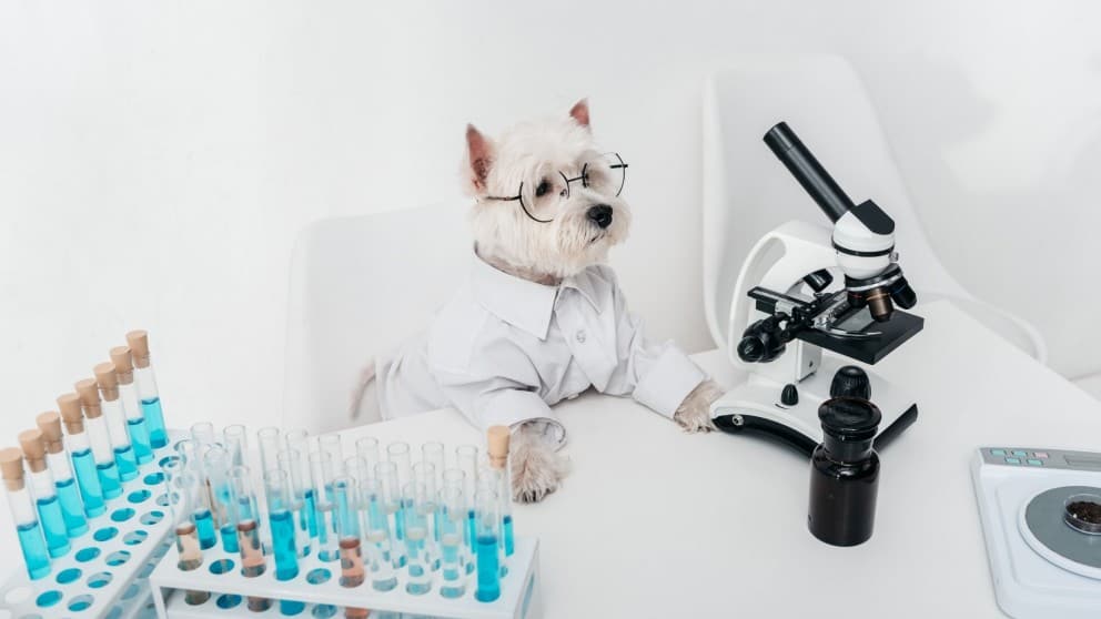 How Testing Your Dog’s DNA Can Help With Their Future Health Care Costs