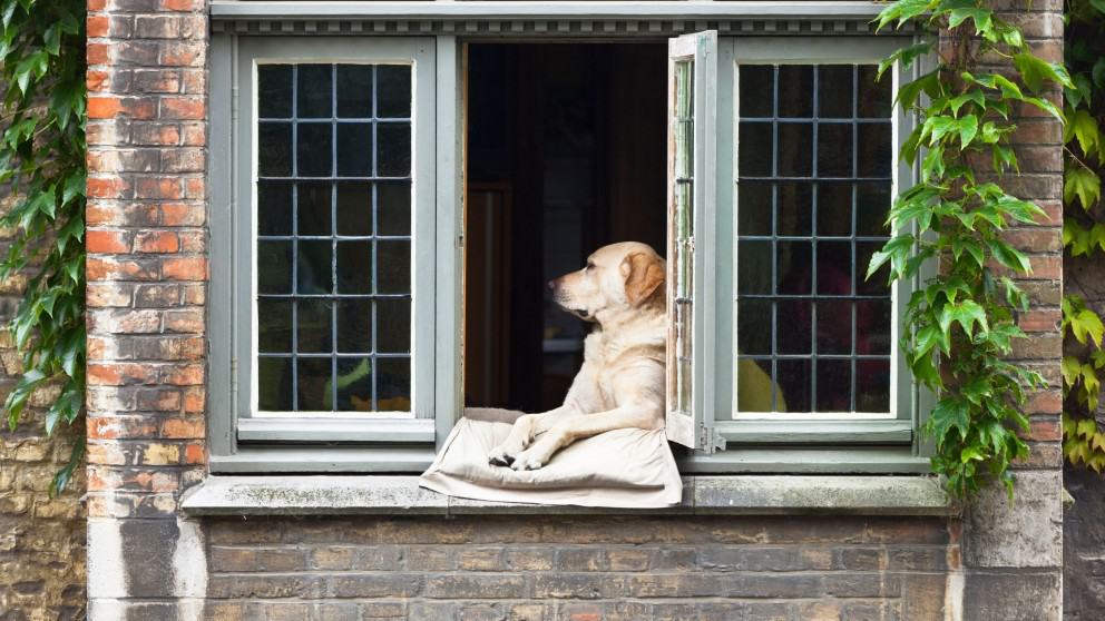 Going Back to Work After the COVID-19 Shutdown? Top Tips For Leaving Your Pet Home Alone.