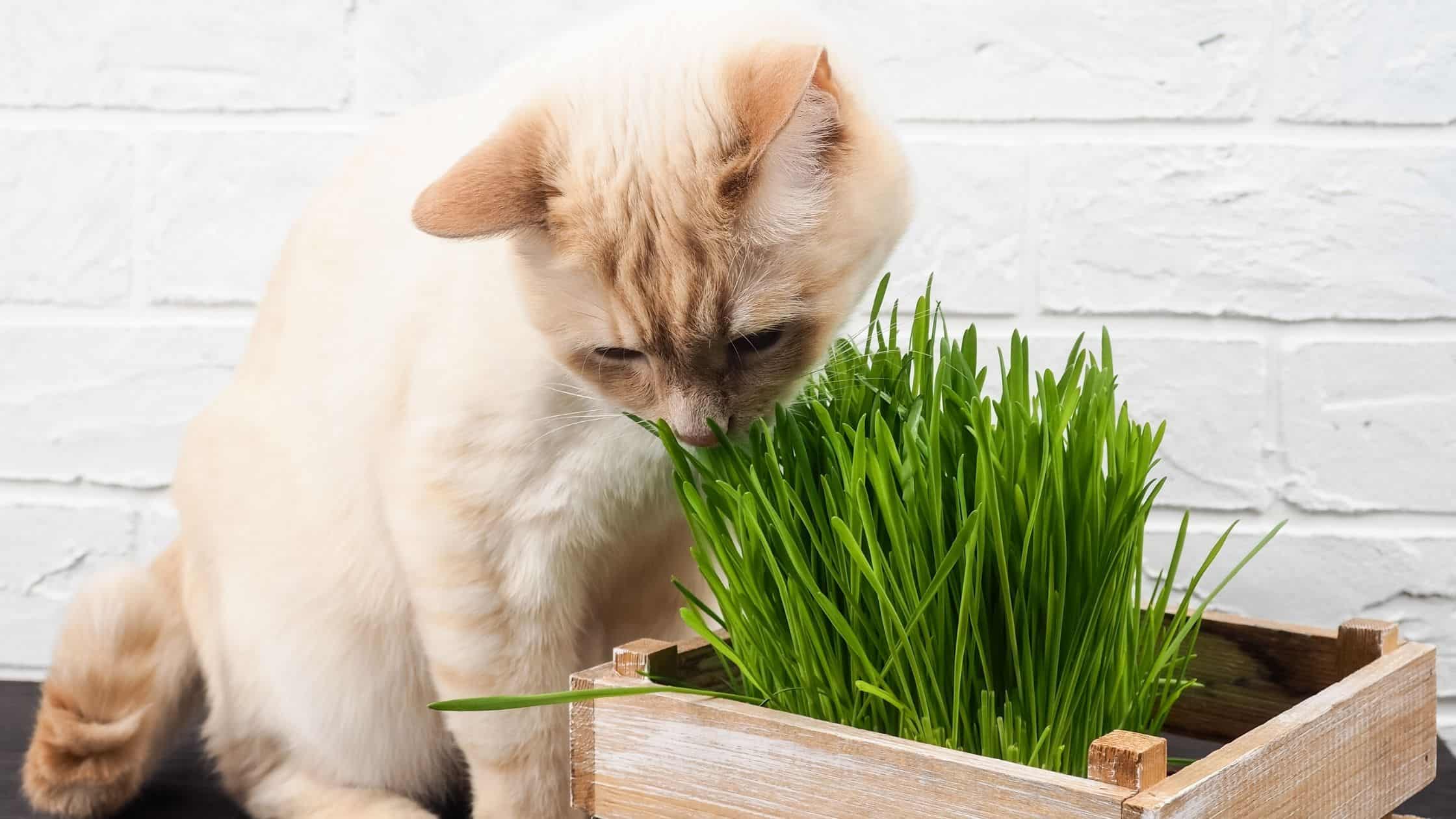 Pet-friendly houseplants that are nonetheless stunning.
