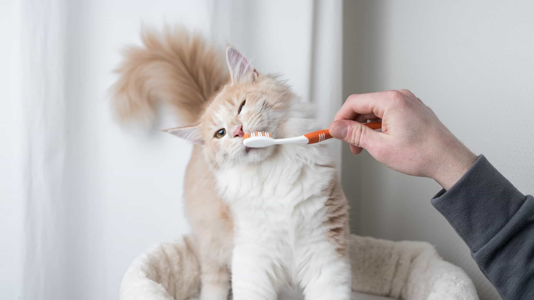 5 Reasons to Get Pet Insurance with Dental