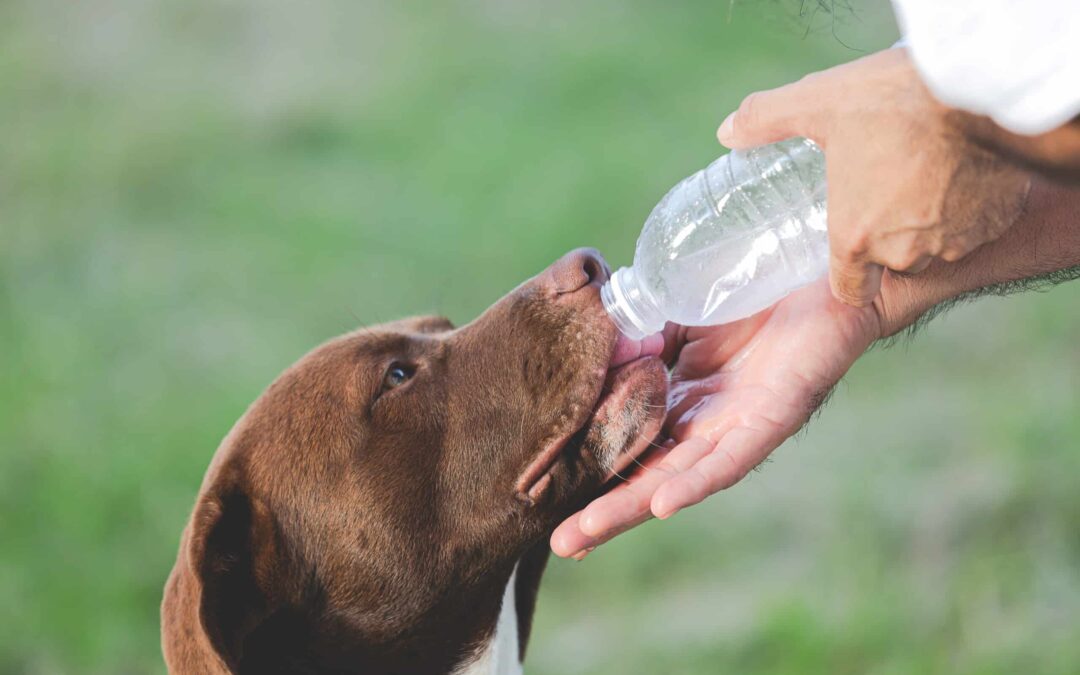 Guide to Keeping Your Dog Hydrated