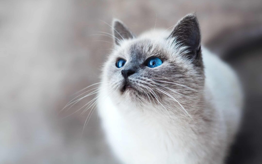 5 Ways to Improve Your Cat’s Hygiene