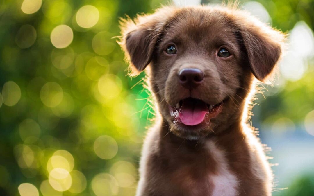 Identifying Your Puppy’s Body Language