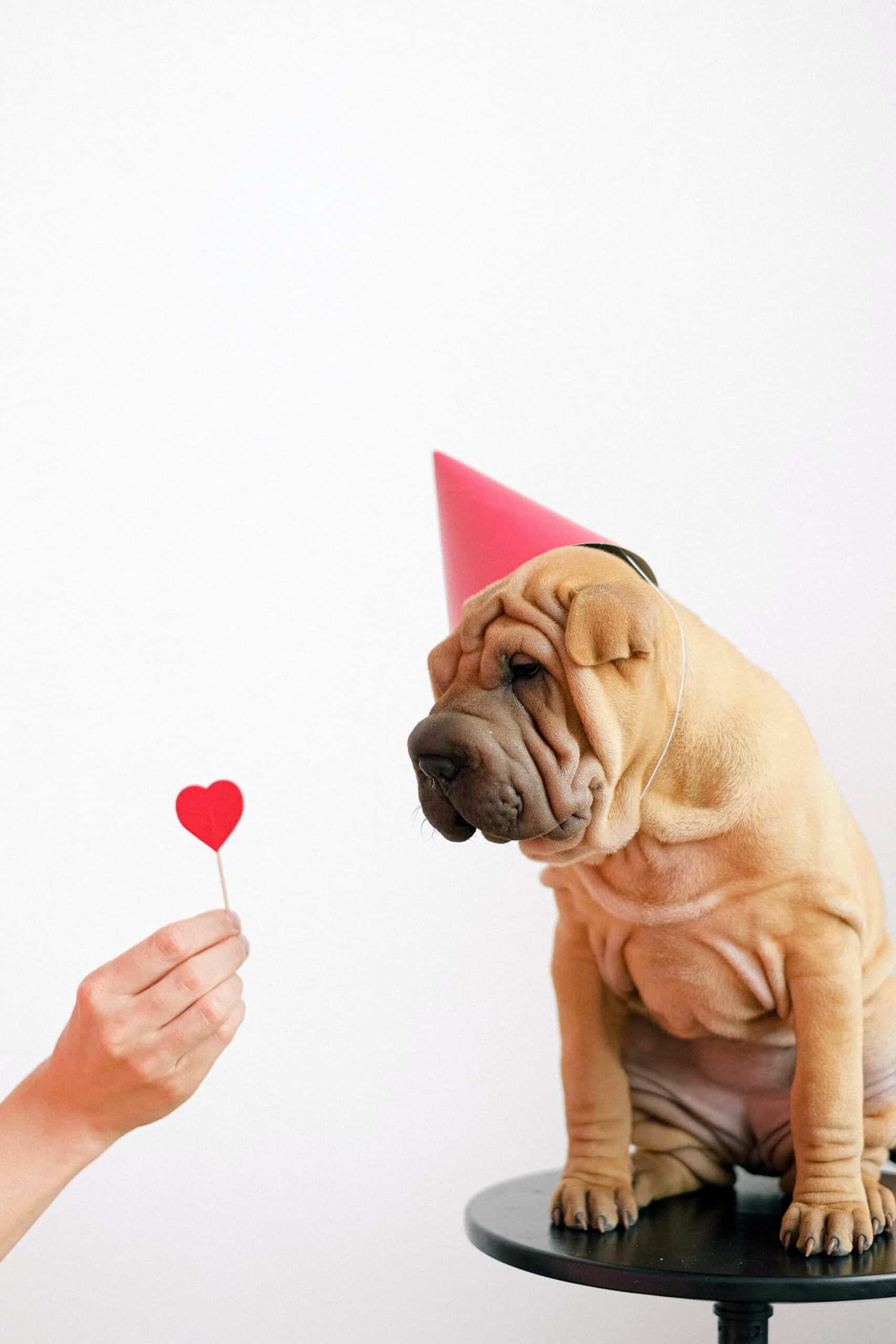 There are many ways to celebrate Valentine's Day with your pet