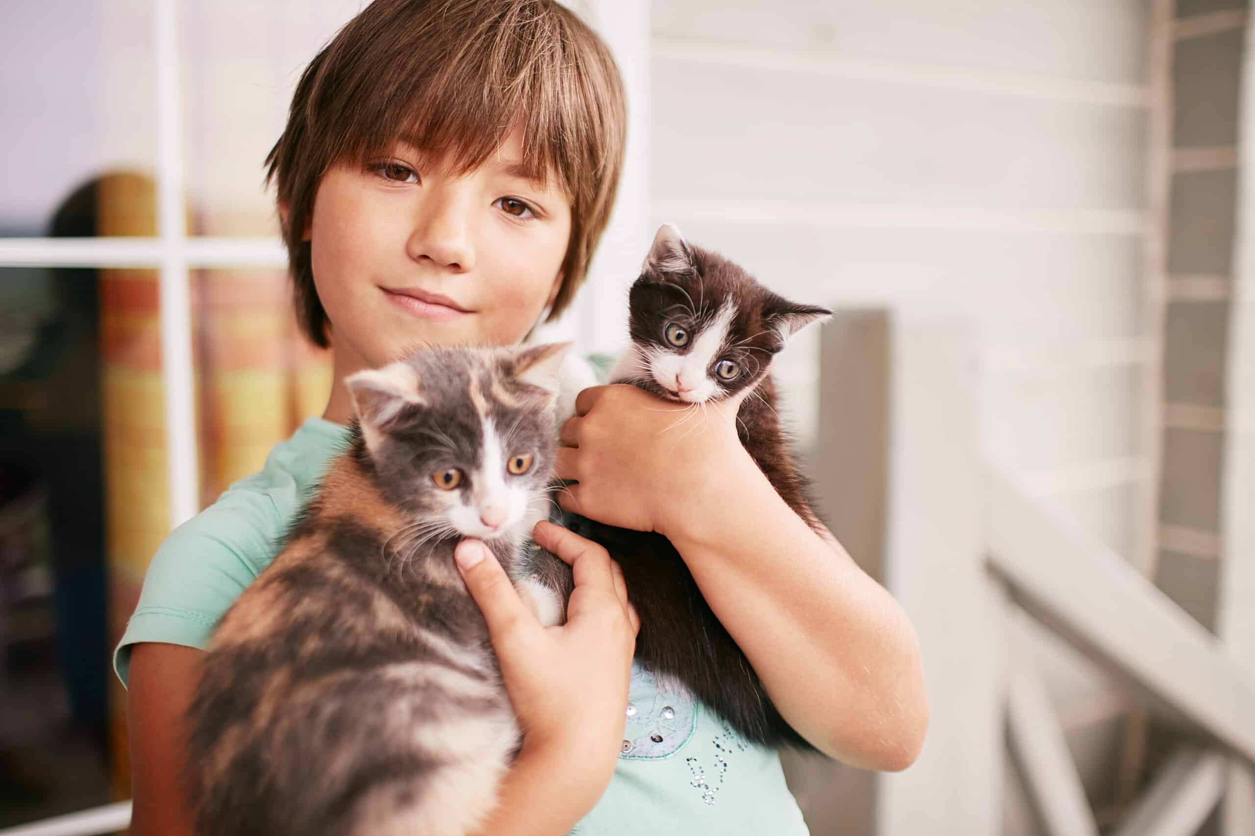 Various cat breeds that are kid-friendly