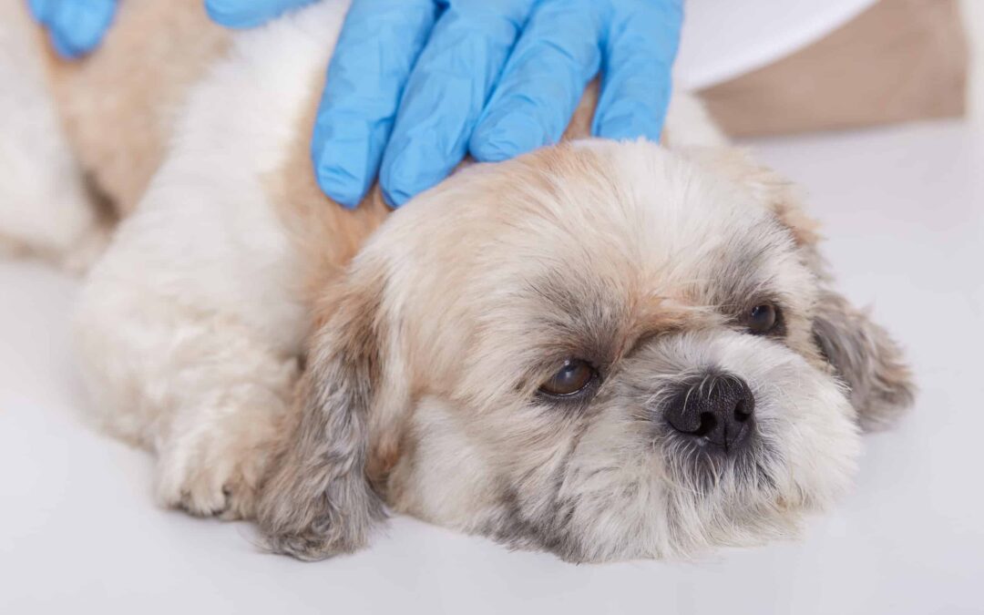 How Much Does Surgery Cost For Your Dog? A Simple Guide