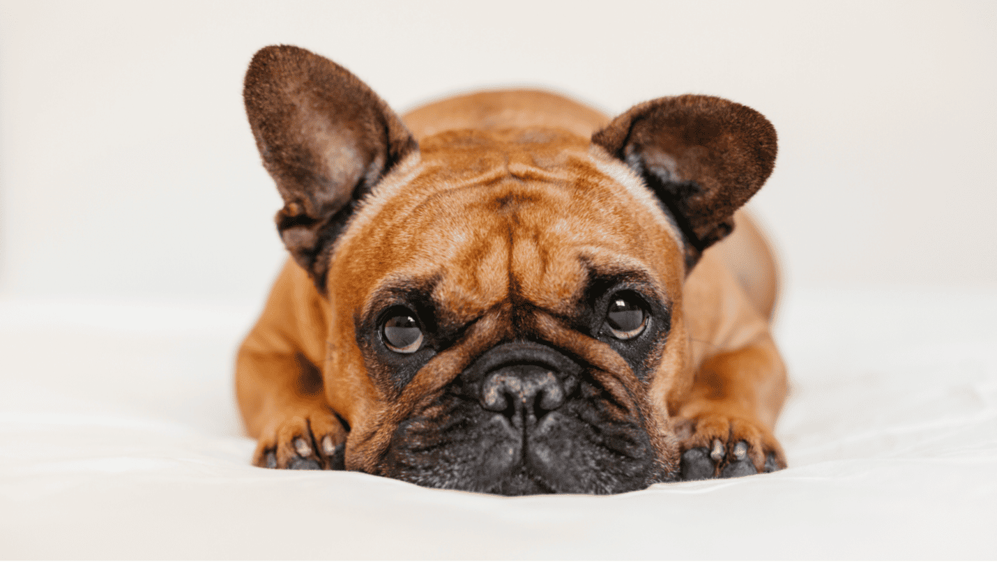 Health issues that are prevalent on french bulldogs