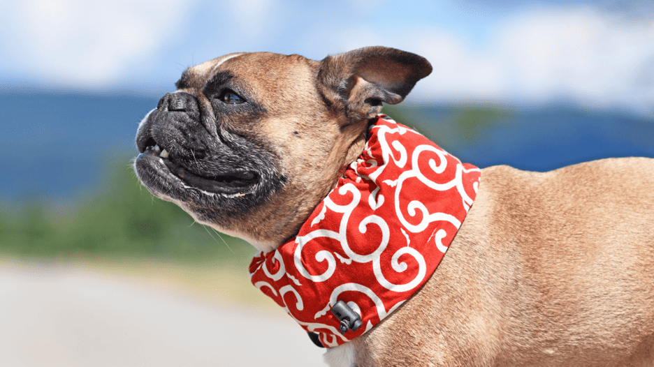 Dogs are susceptible to overheating especially in the summer months
