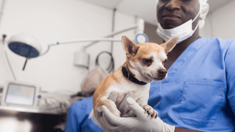 How Much Does It Cost to Neuter (Spay) A Dog?