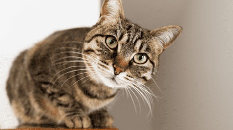 What is Feline Panleukopenia and How To Treat It?